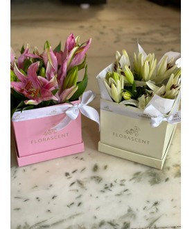 LILLY - CLASSIC CUBE